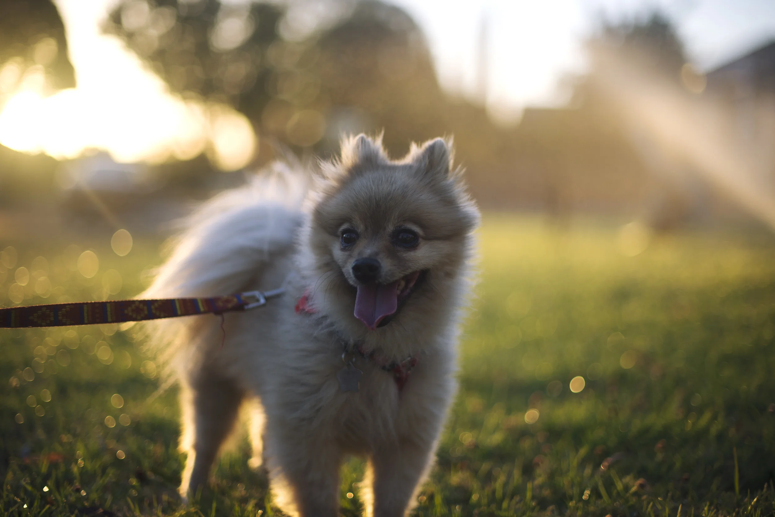 Meet Donut! (Nick's dog)