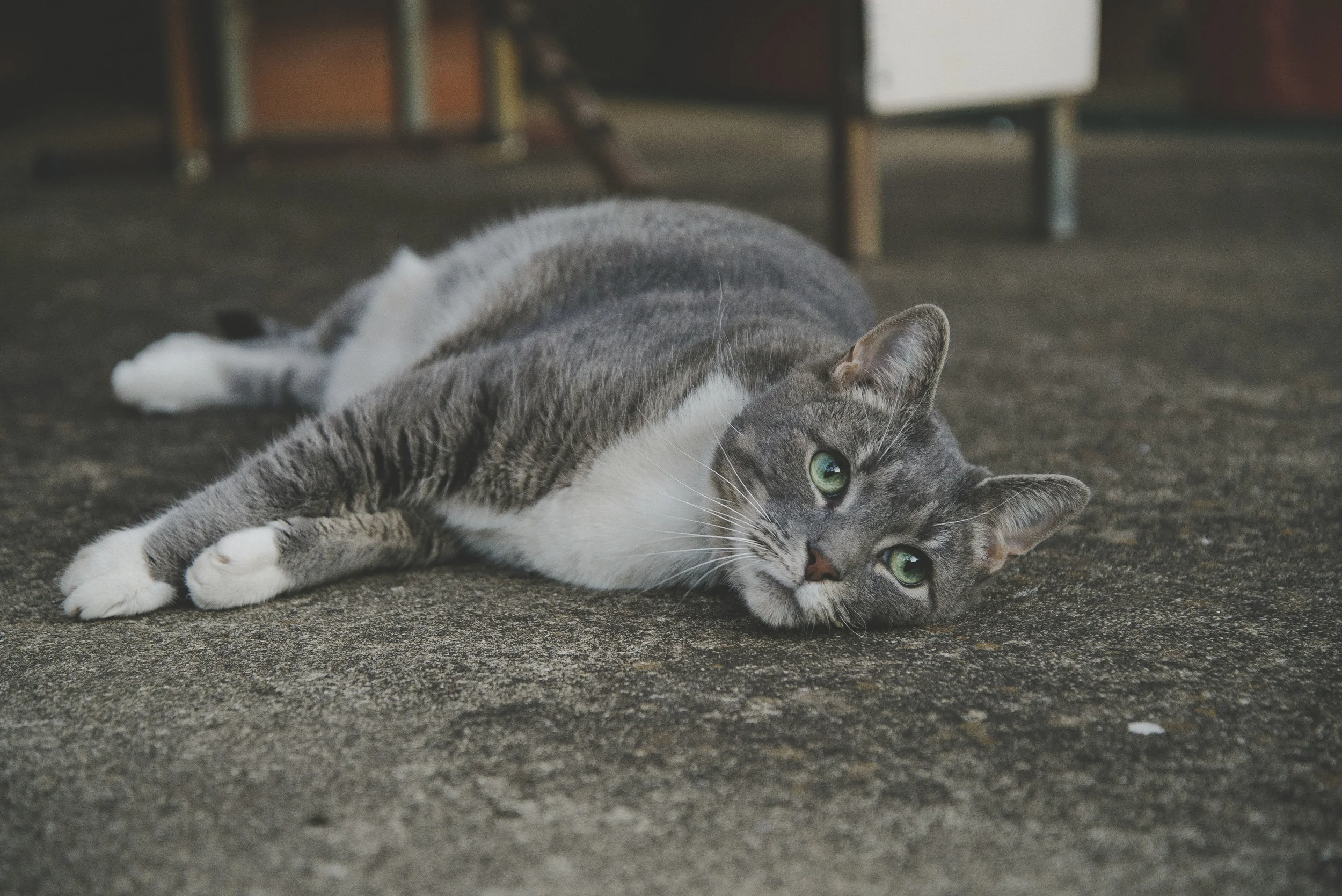 Chicken leg lying around outside
