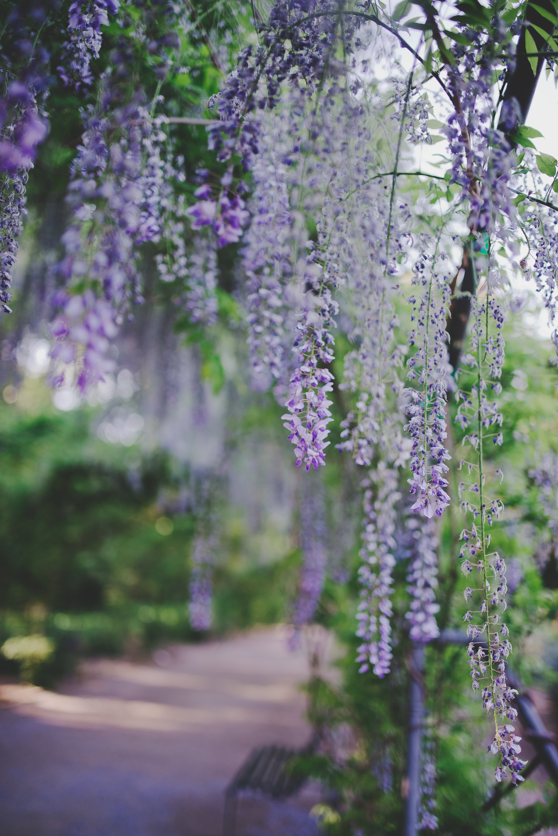 wisteria9.jpg