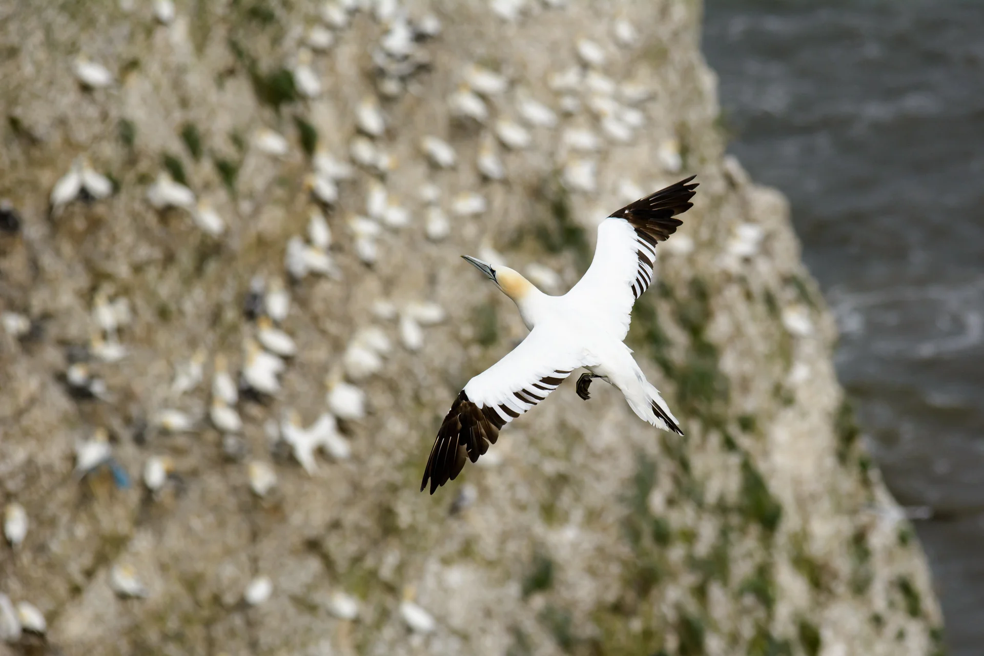 gannets-1.jpg