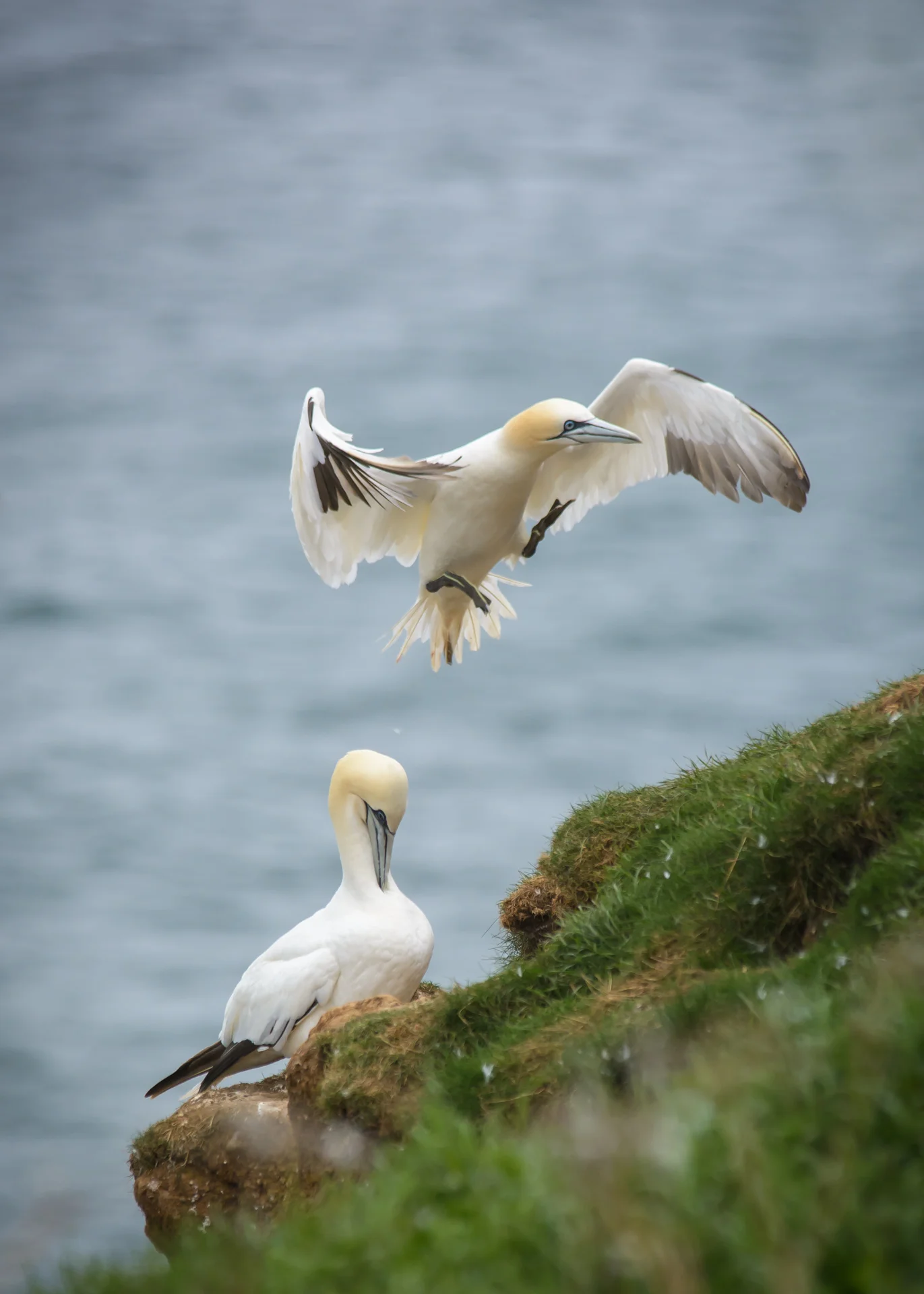 gannets-3.jpg