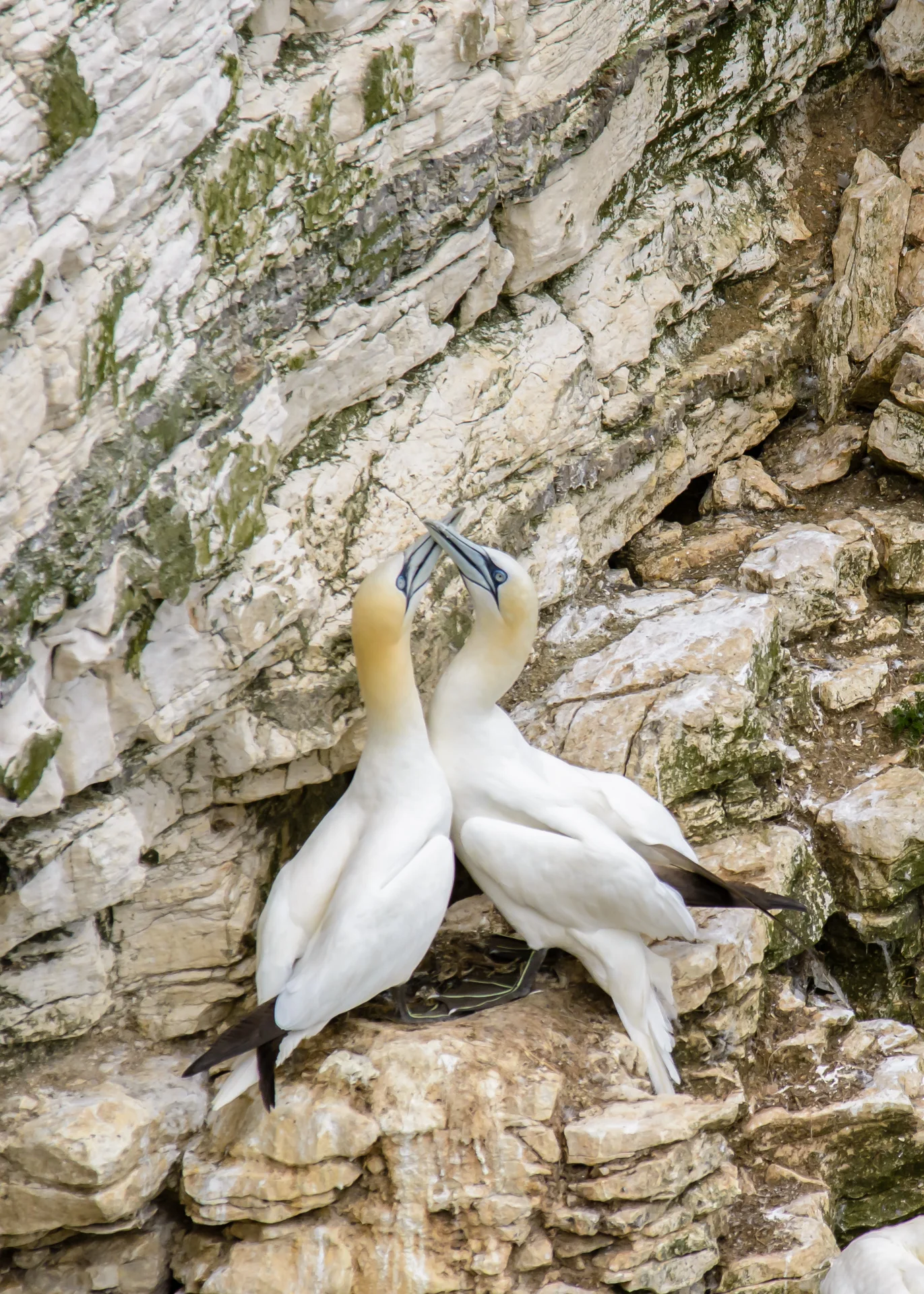 gannets-2.jpg