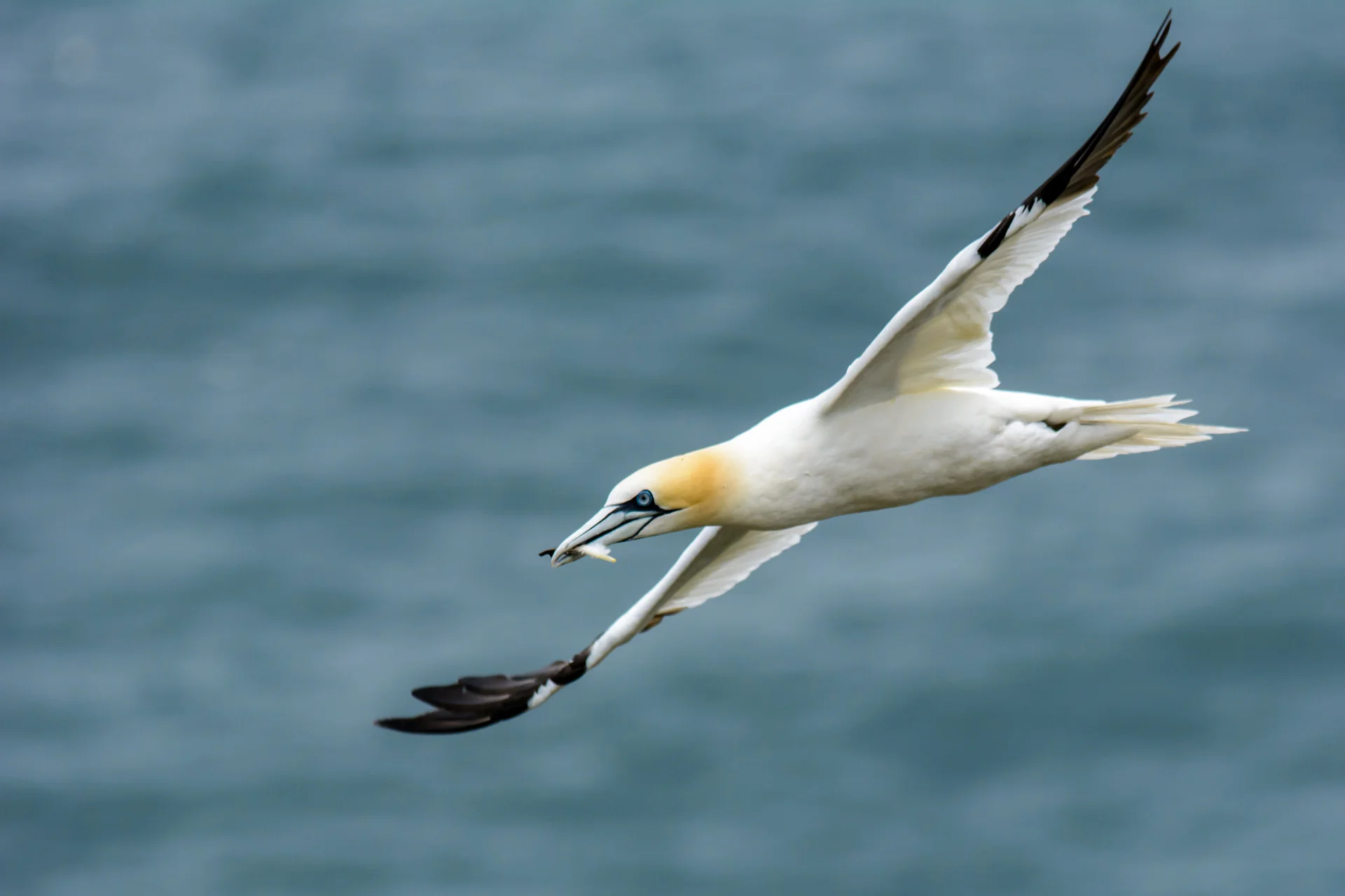 gannets-4.jpg