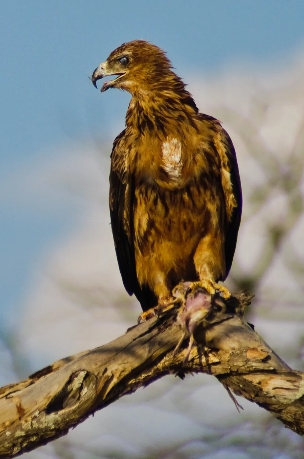 Hawk.jpg