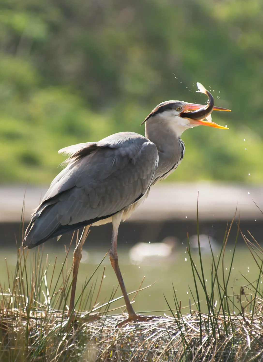 Heron.jpg