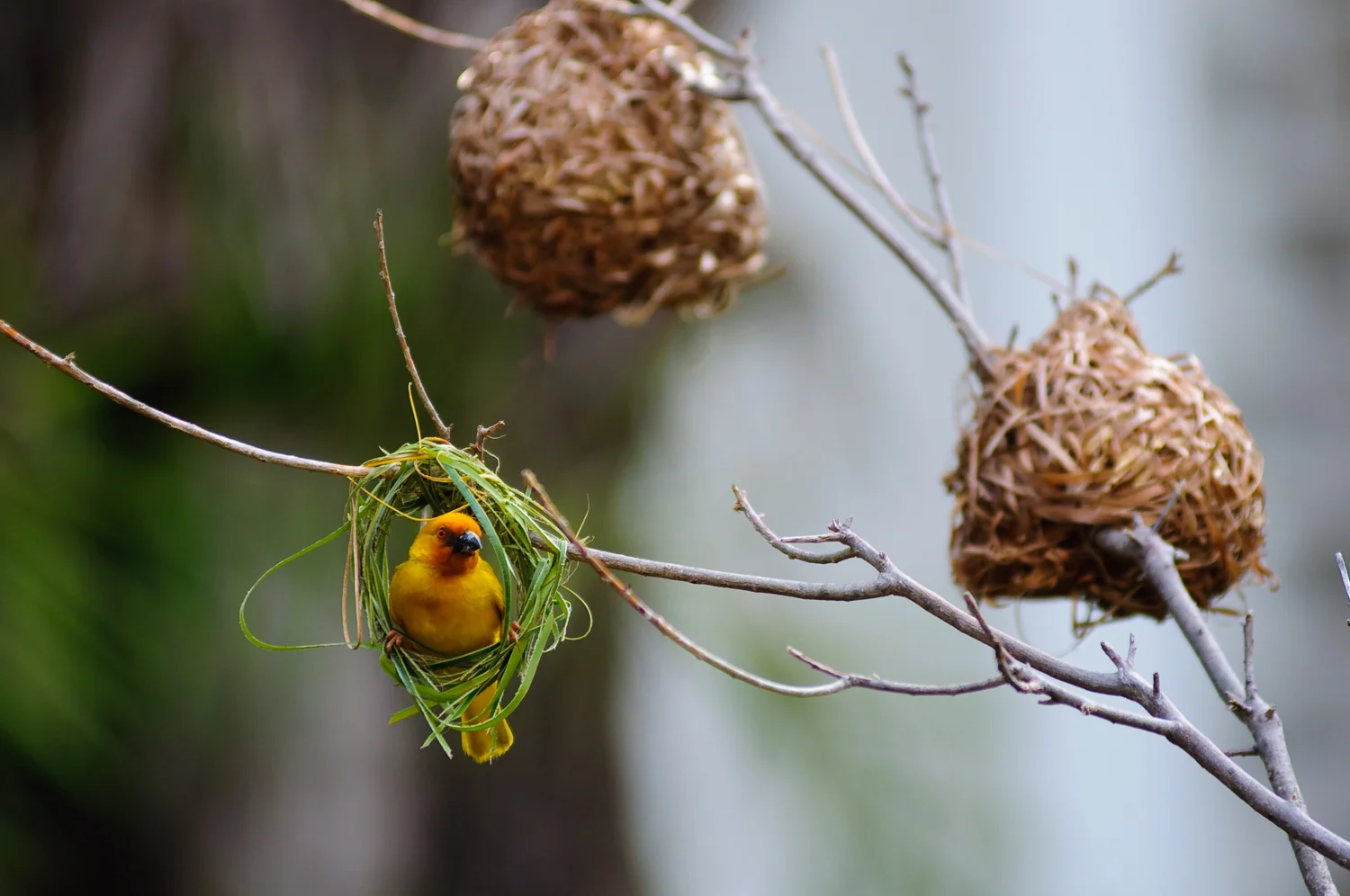 weaver bird.jpg