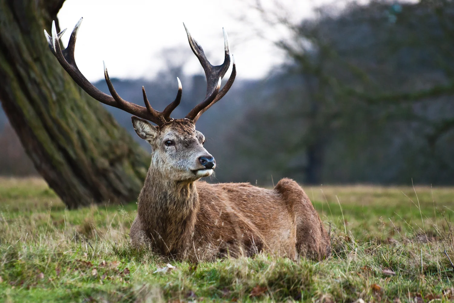 Red Deer.jpg