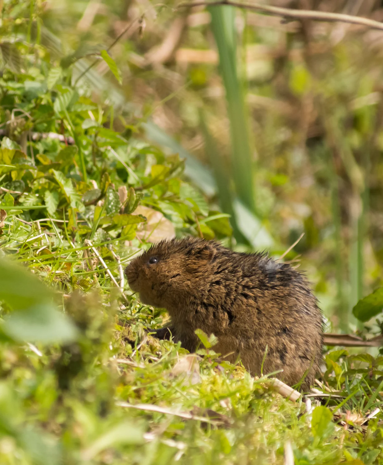 Water Vole.jpg
