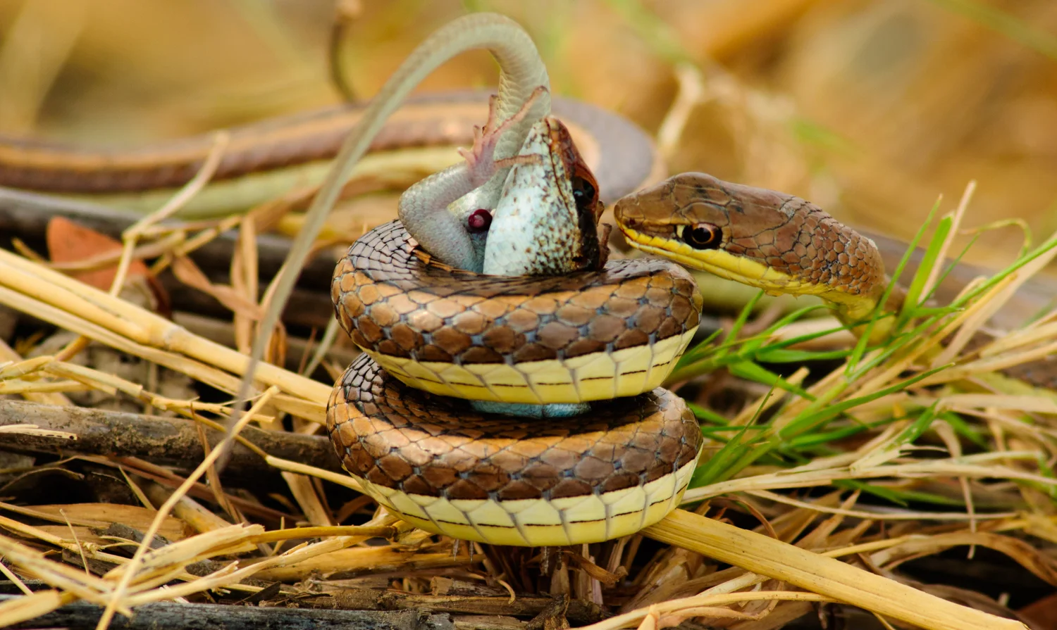 Snake.jpg