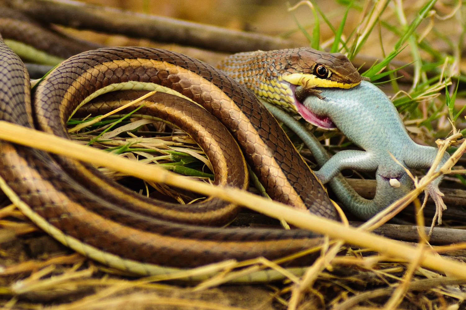 Snake 3.jpg