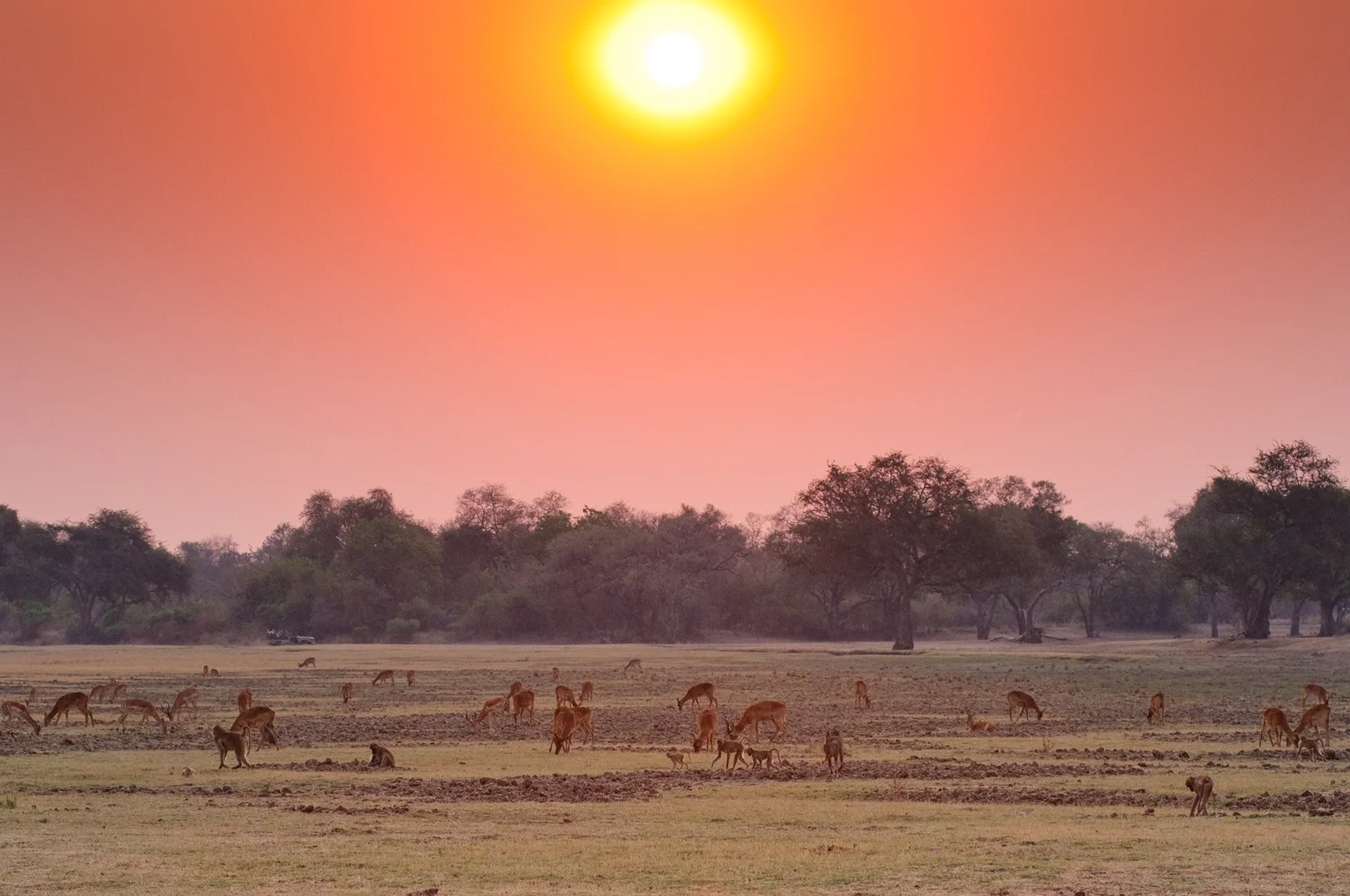 South Luangwa.jpg