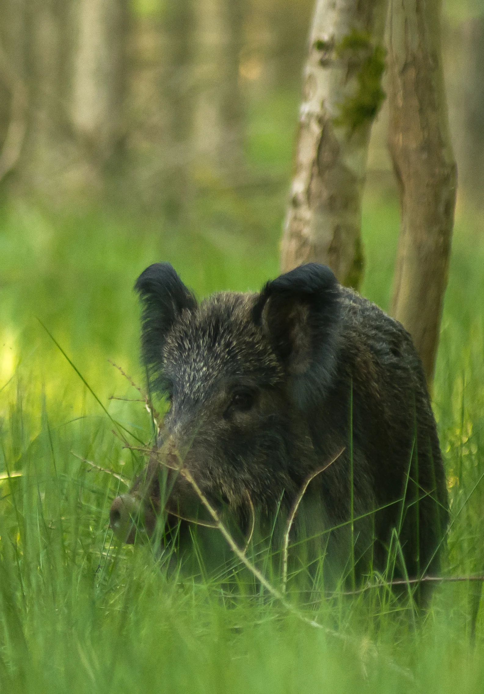 wild boar (5 of 5).jpg