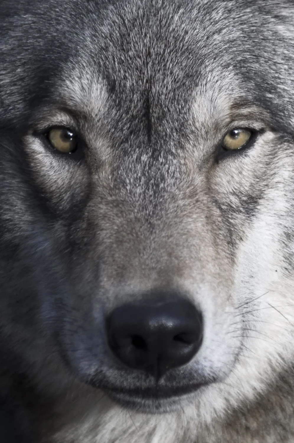 Wolf.jpg