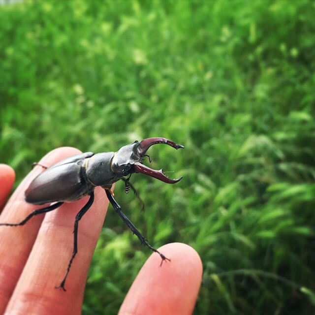Rescued this little beauty from being squished on our morning cycle. #stagbeetle #getoudoors #britishwildlife