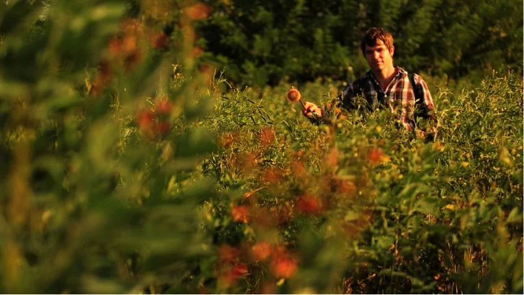 pesticideffspraying.jpg