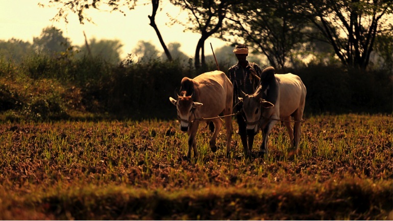 pesticideffploughing.jpg