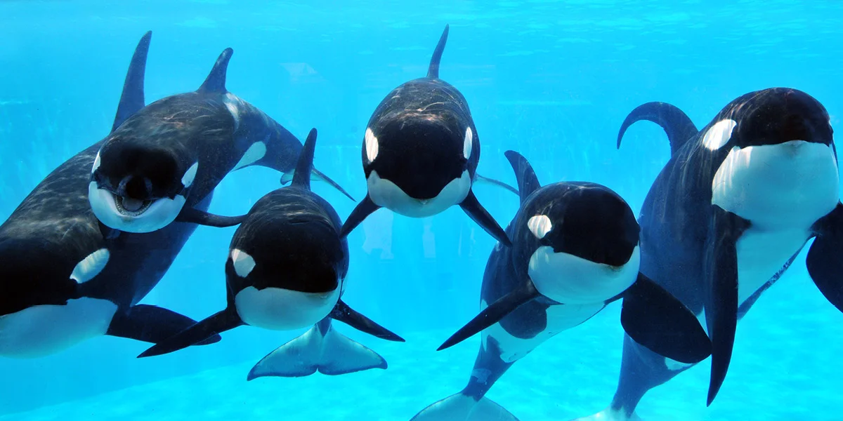 fish orcas.jpg