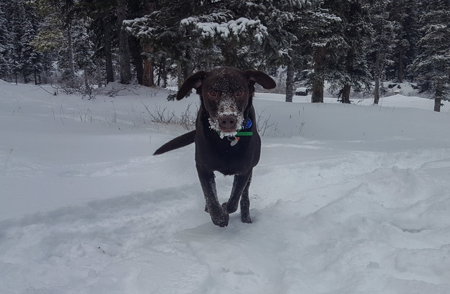Trail Dog Loving the Snow - Photo by Noel