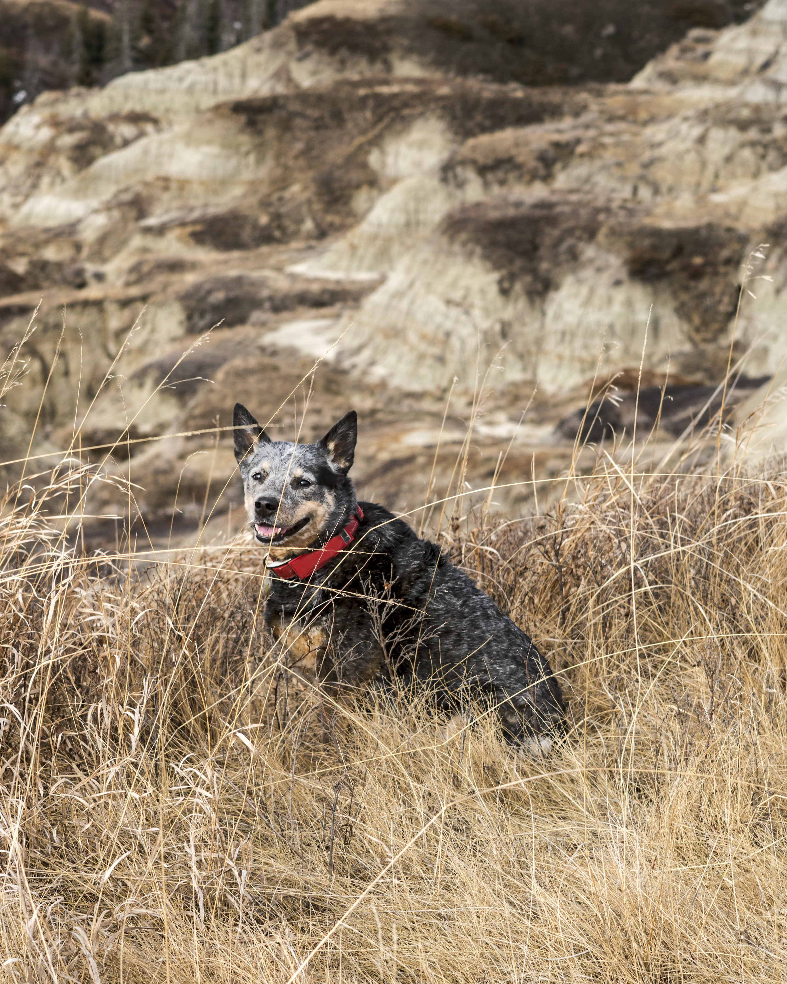 Max, our three legged blue heeler, sitting in the grass on the edge of Horseshoe Canyon