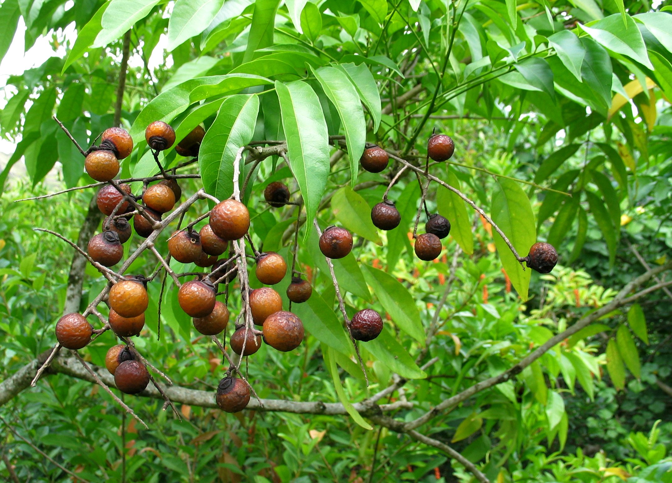 The source of the soap nuts