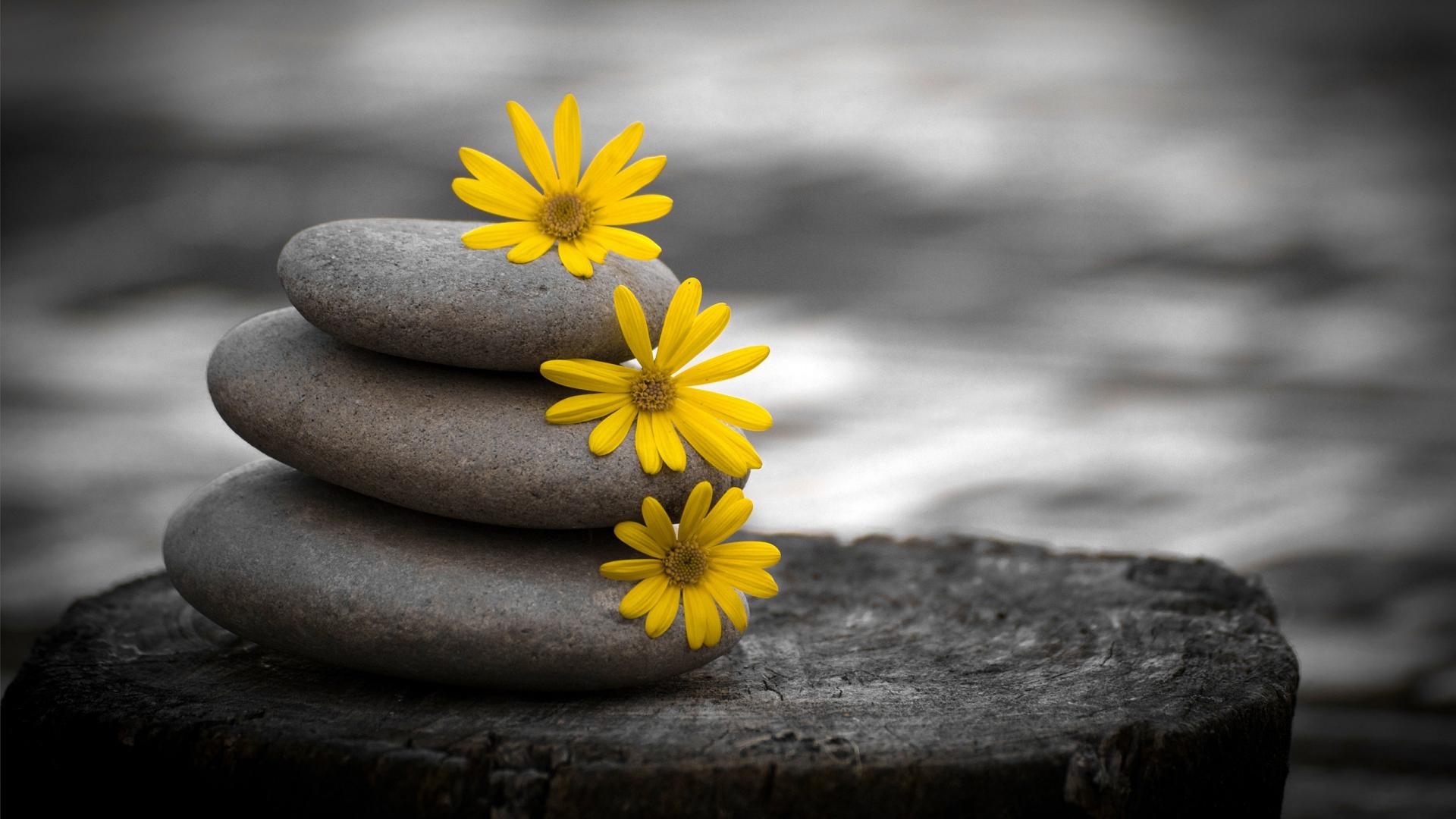 Photography-Black-and-White-Background-HD-Wallpaper-.jpg