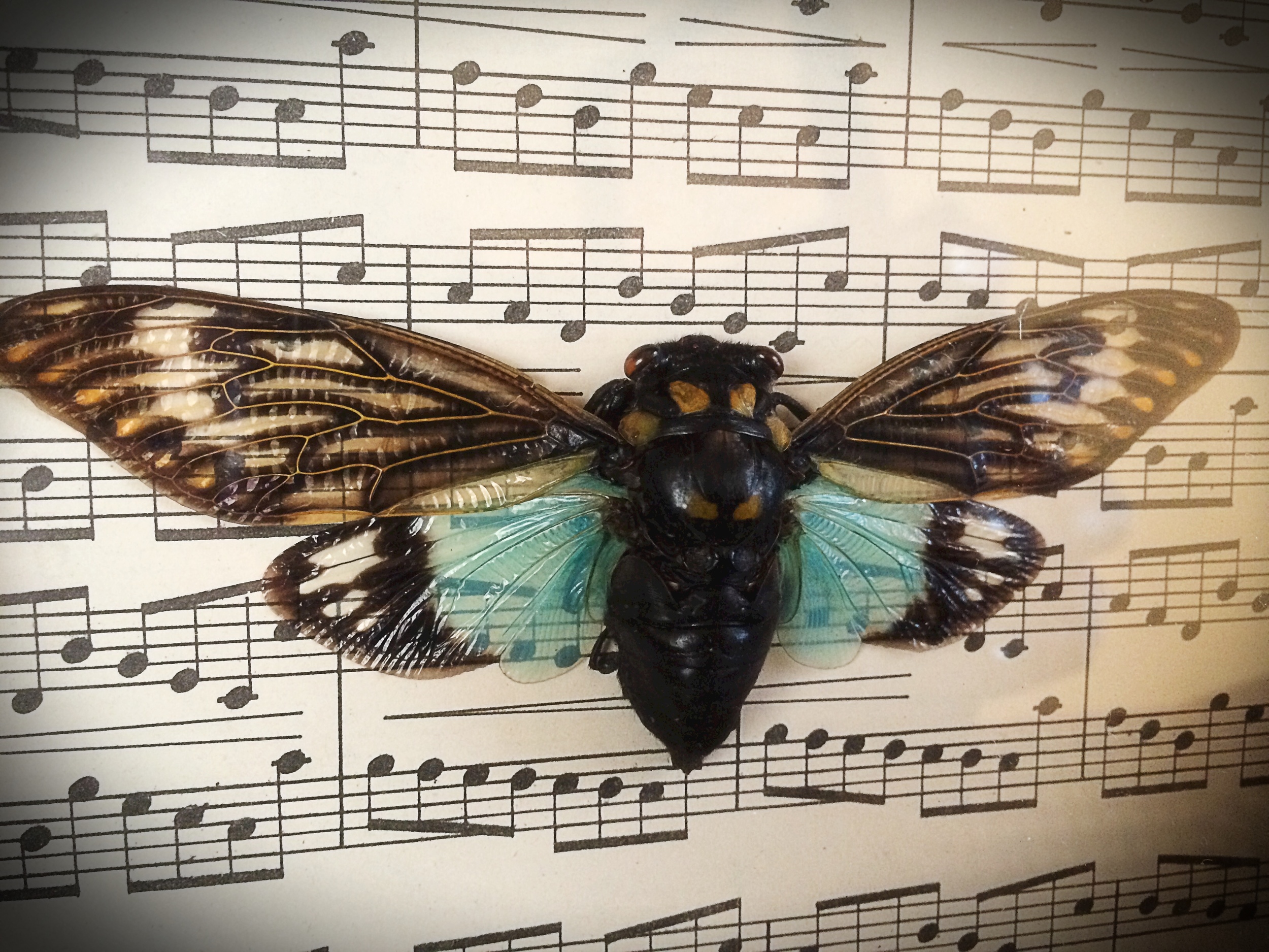 Cicada shadow box in Etsy shop