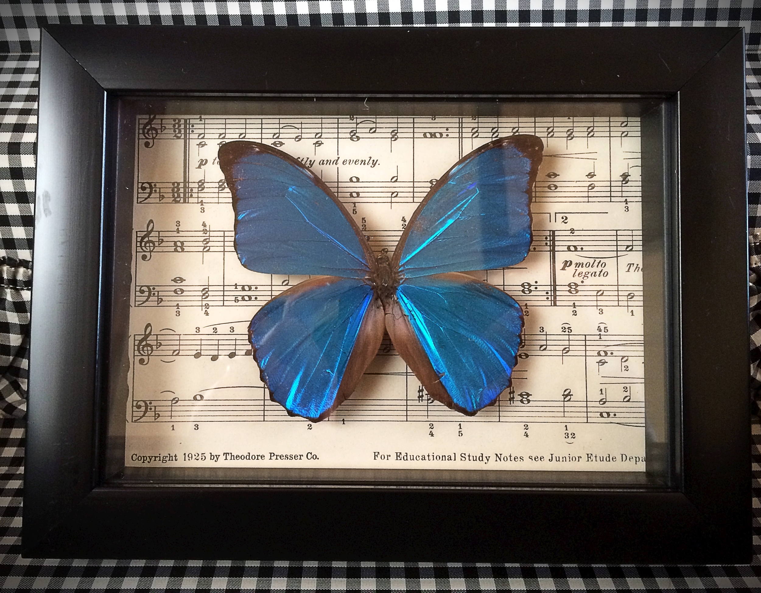 Blue Morpho shadow box in Etsy shop