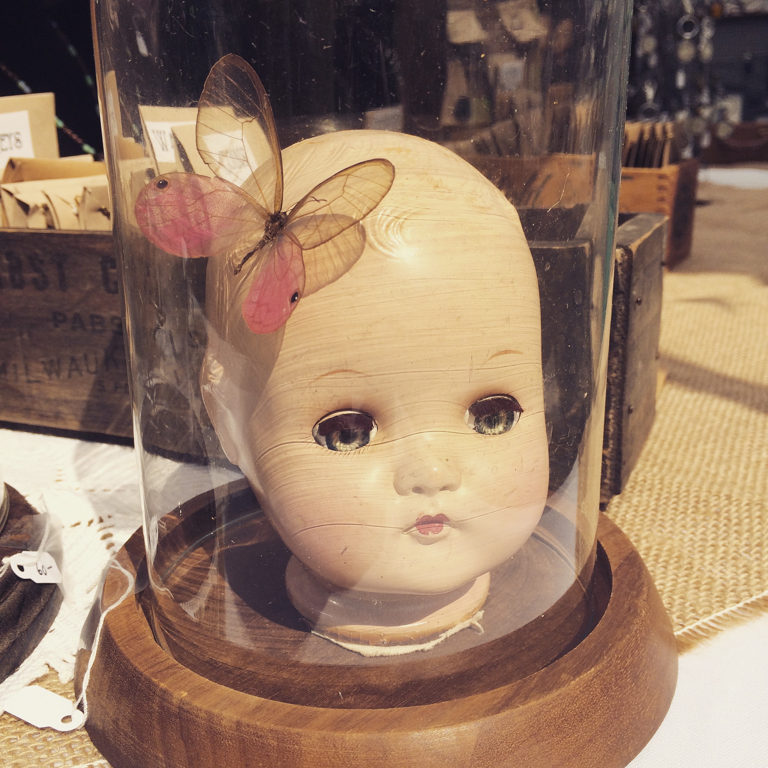 Doll head cloche with real glasswing butterfly
