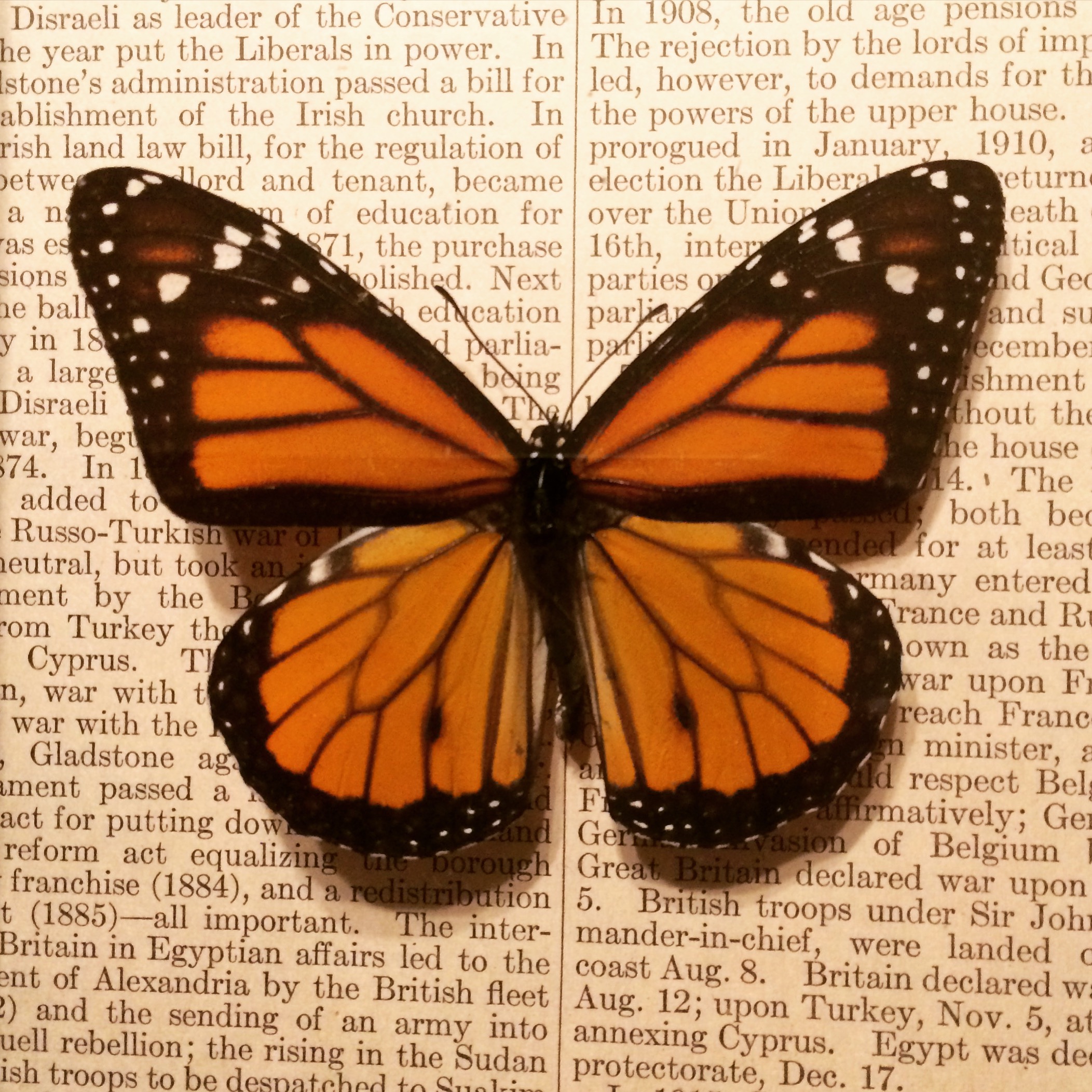 Monarch shadow box in Etsy shop