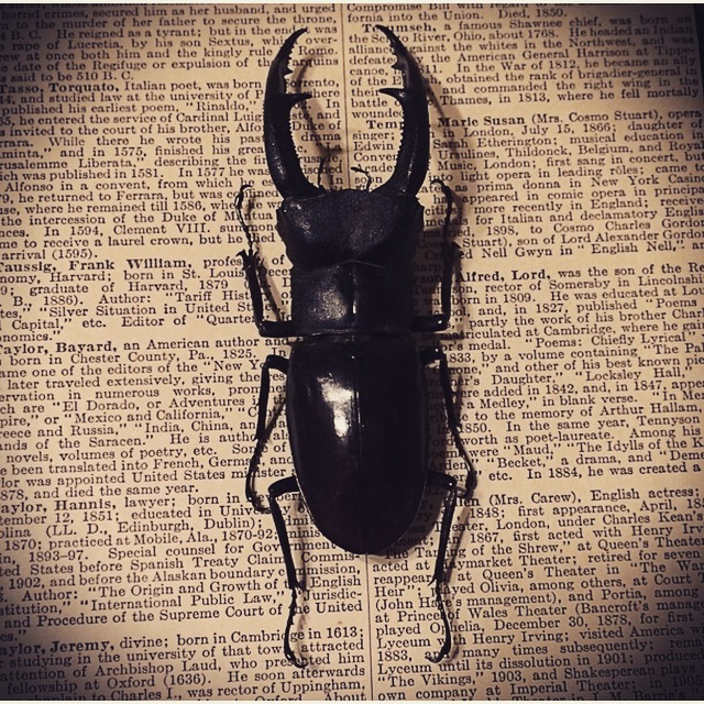 Stag beetle shadow box