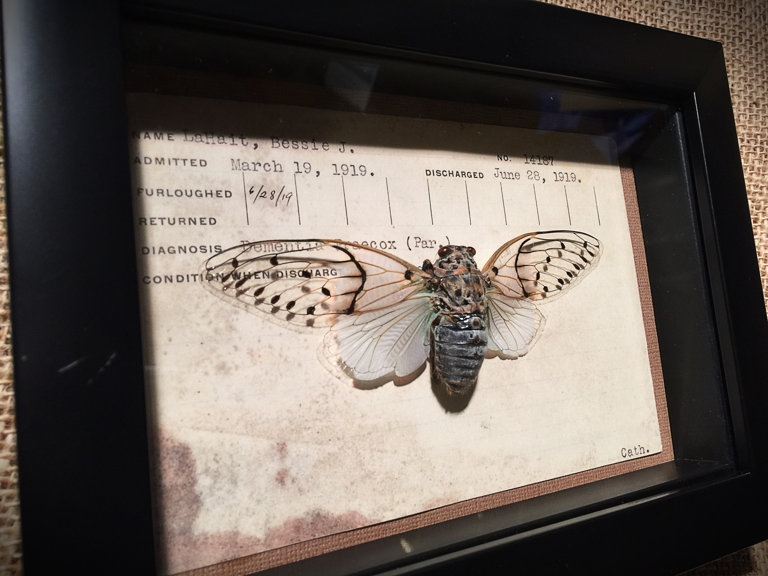 Cicada mounted on vintage patient record card