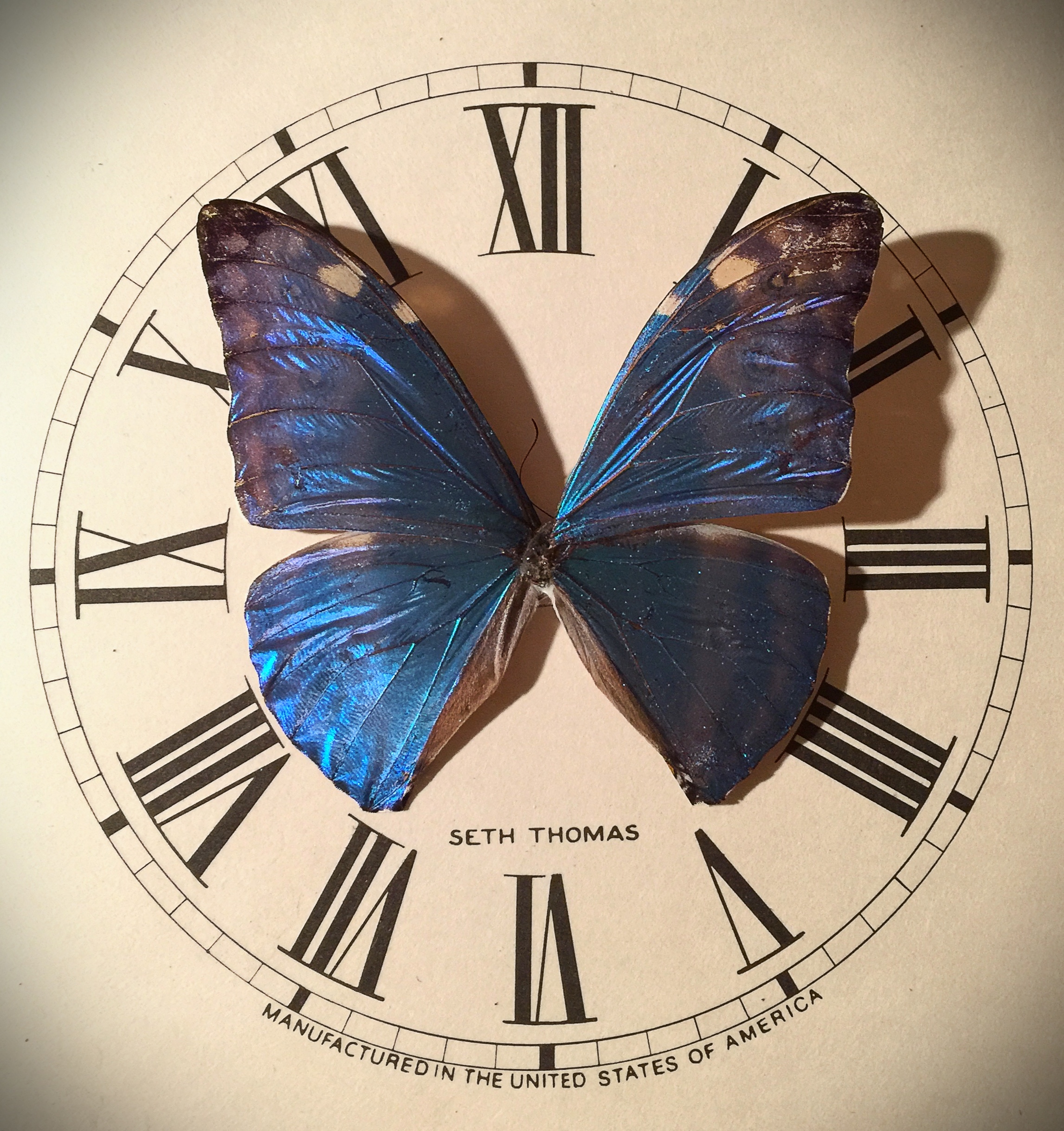 Blue Morpho with vintage clock face