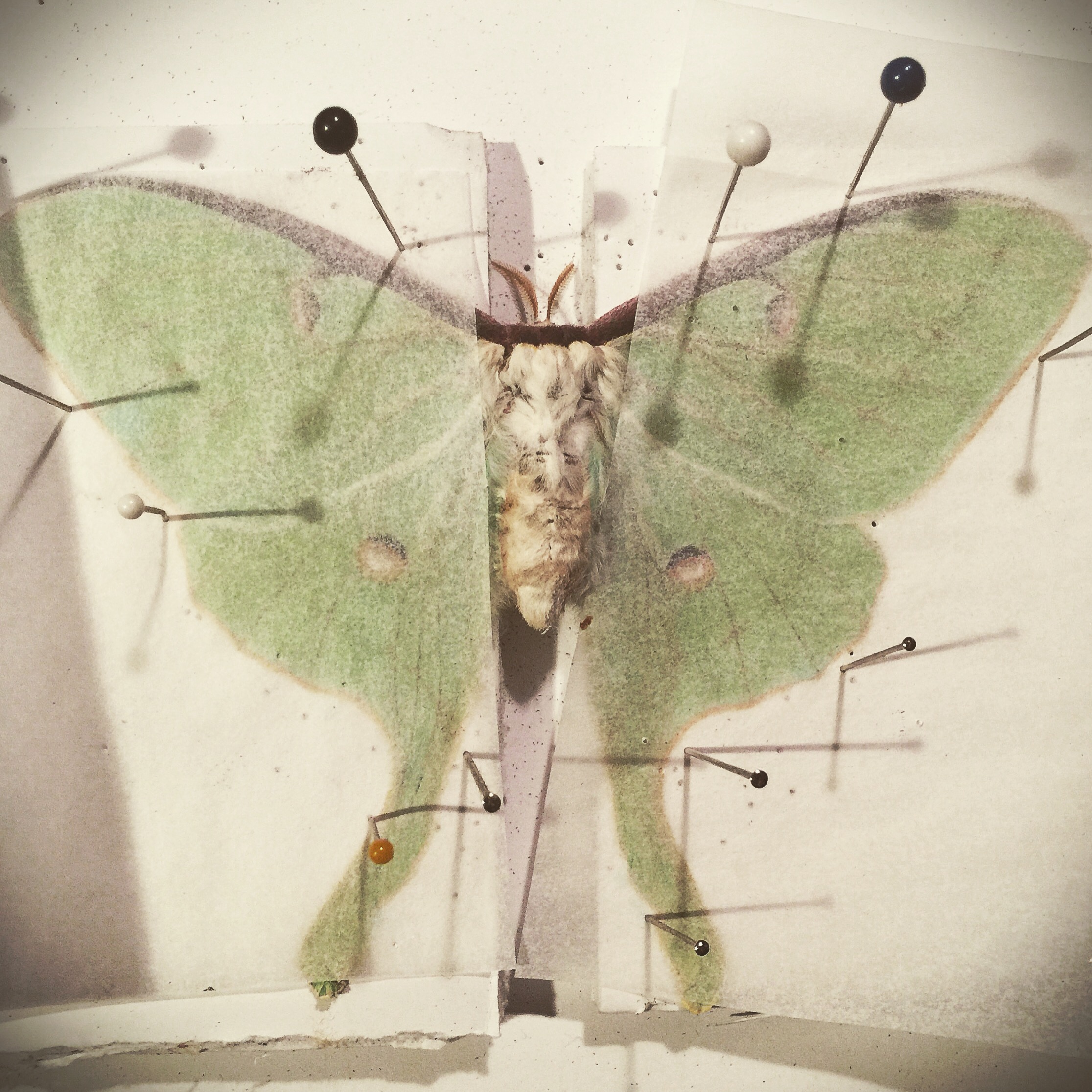 Luna moth in prep