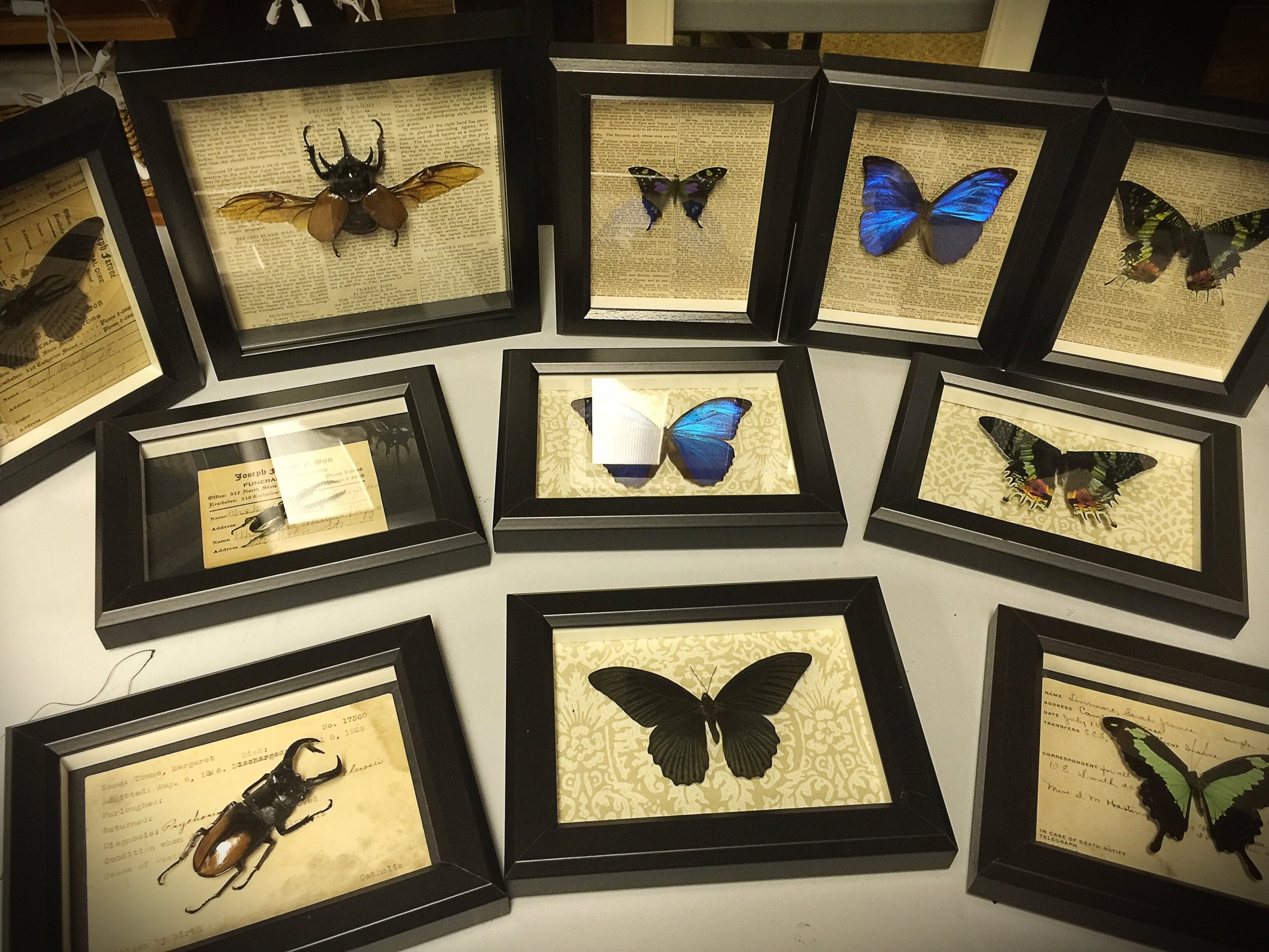 One of a kind insect shadow boxes