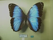 banded morpho.jpg