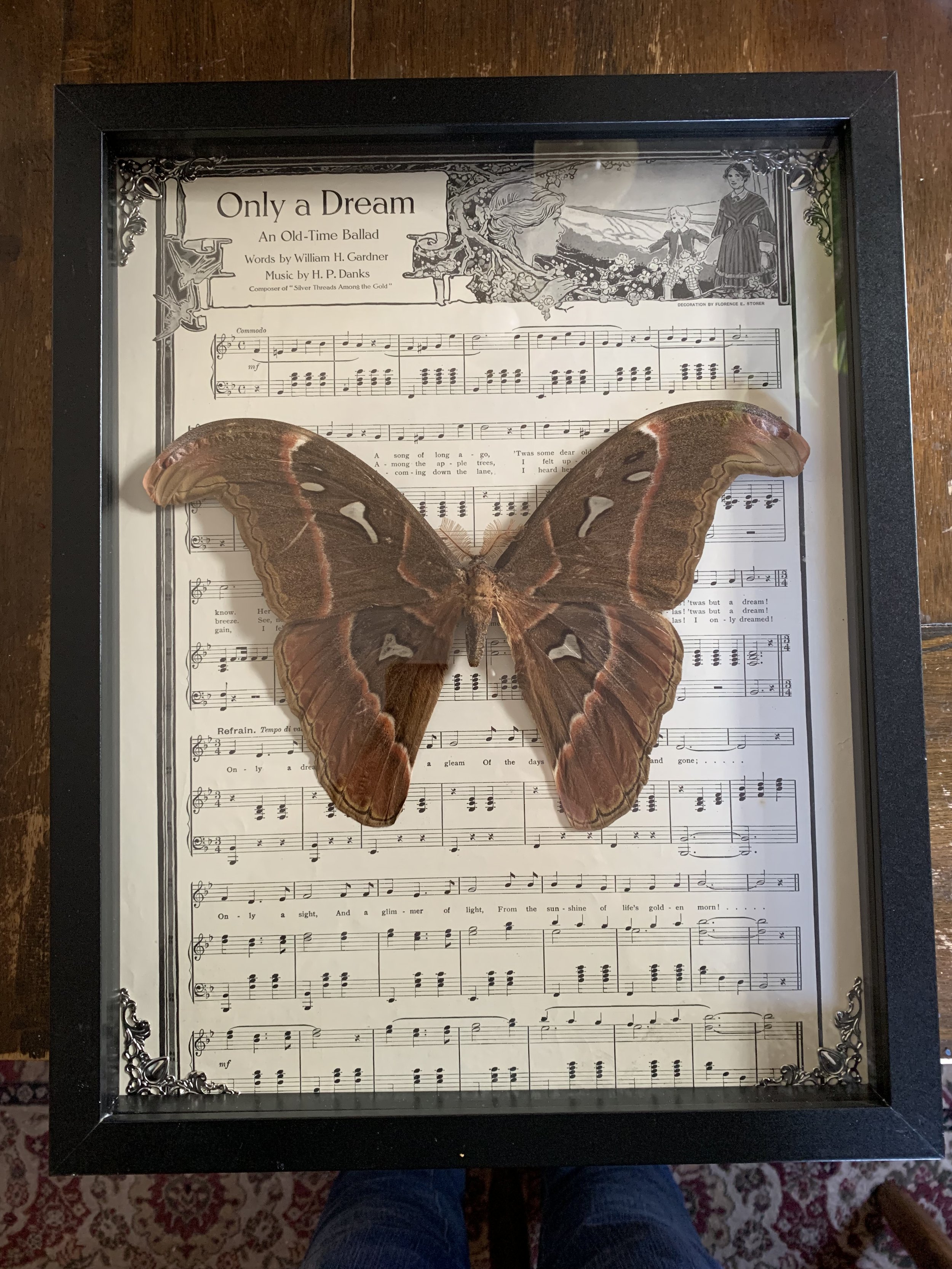 Giant Atlas moth framed with antique music - custom order