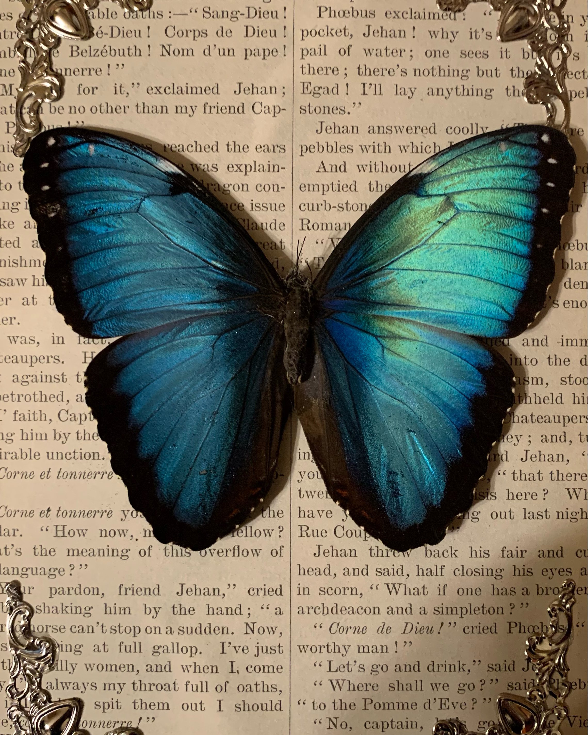 Blue Morpho framed on vintage paper