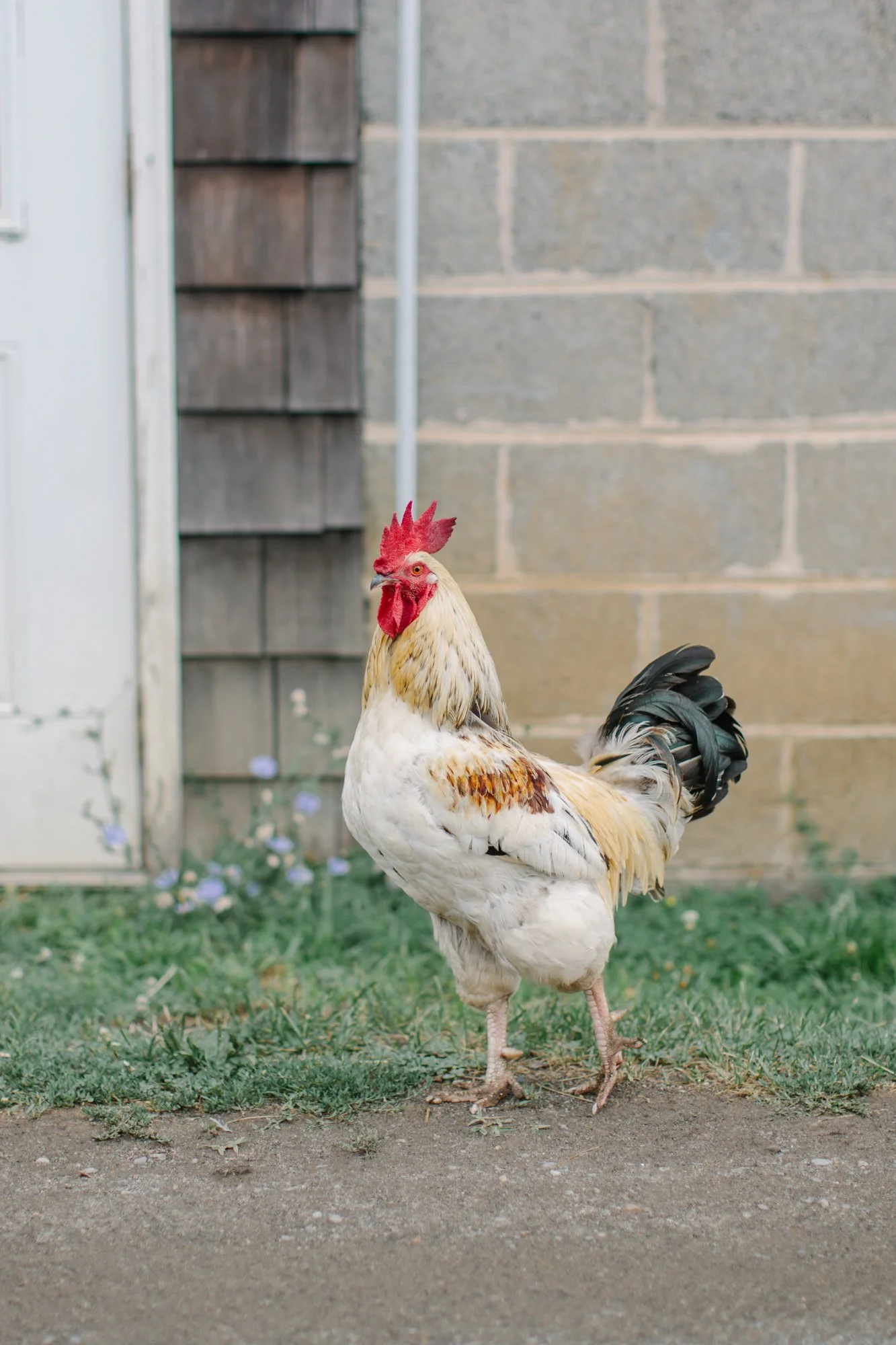 Fernbrook Farm 2024-27.jpg