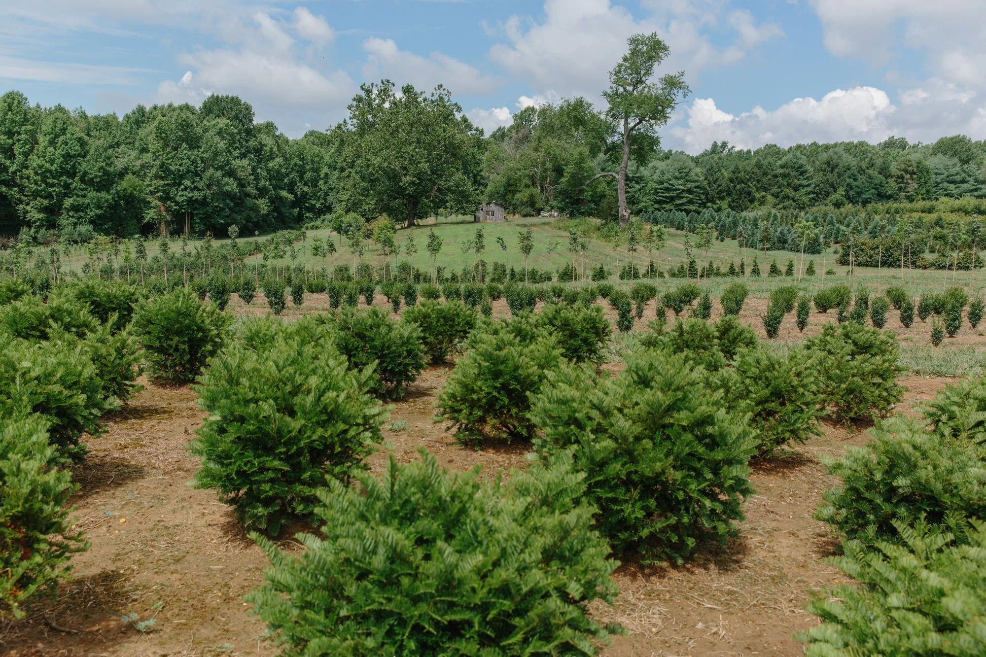 Fernbrook Farm 2024-53.jpg