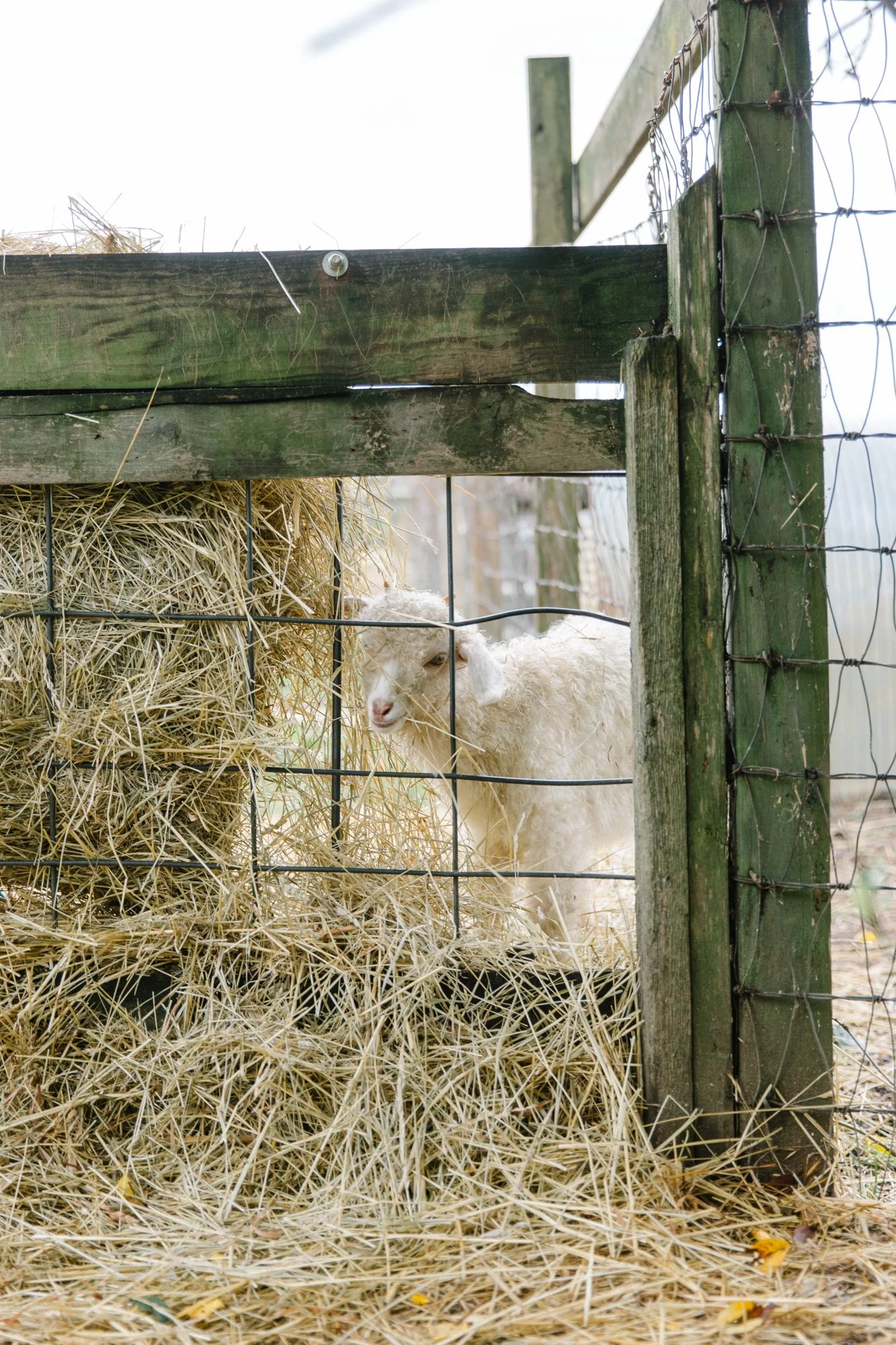 Fernbrook Farm 2024-16.jpg