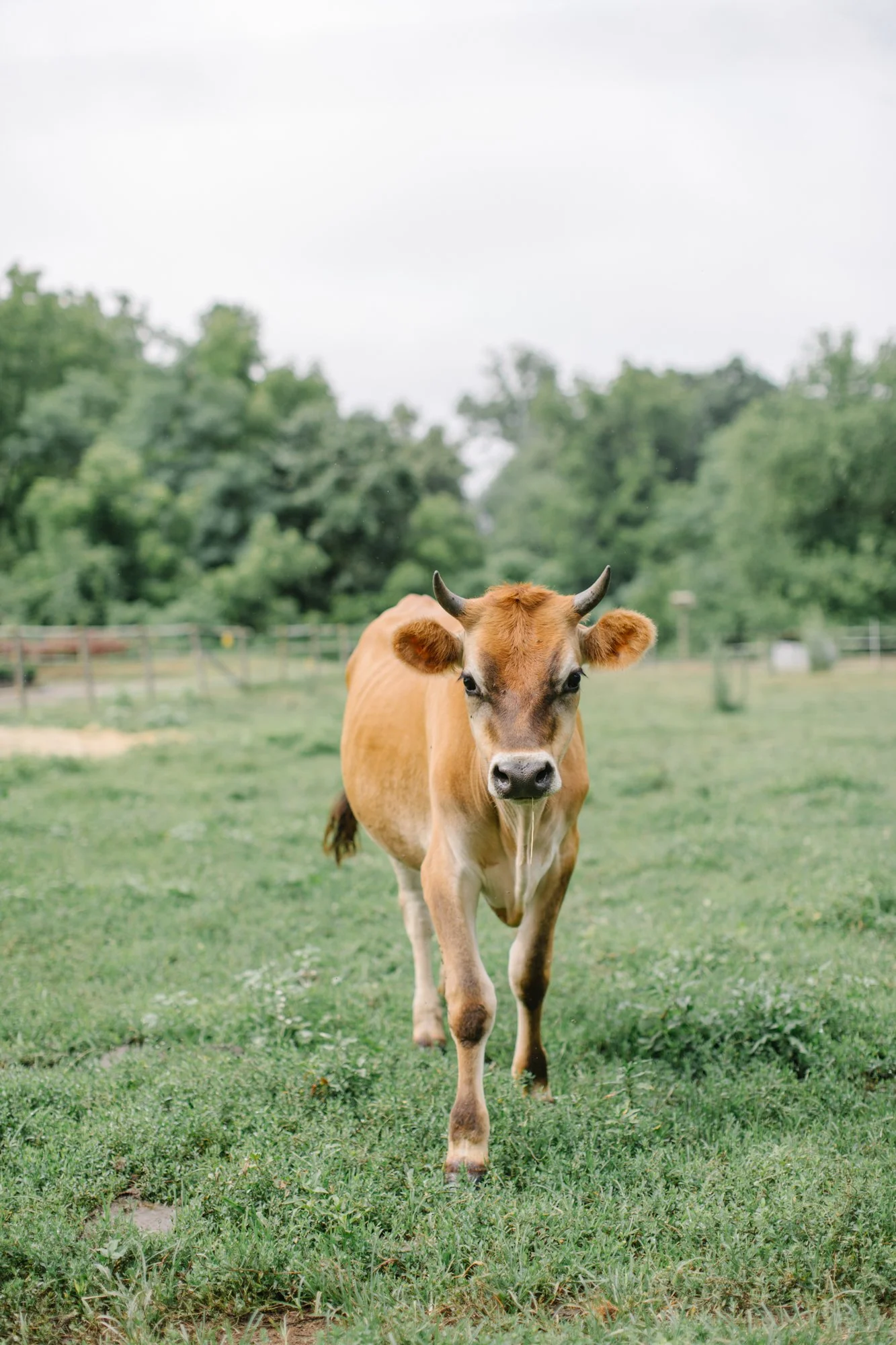 Fernbrook Farm 2024-18.jpg