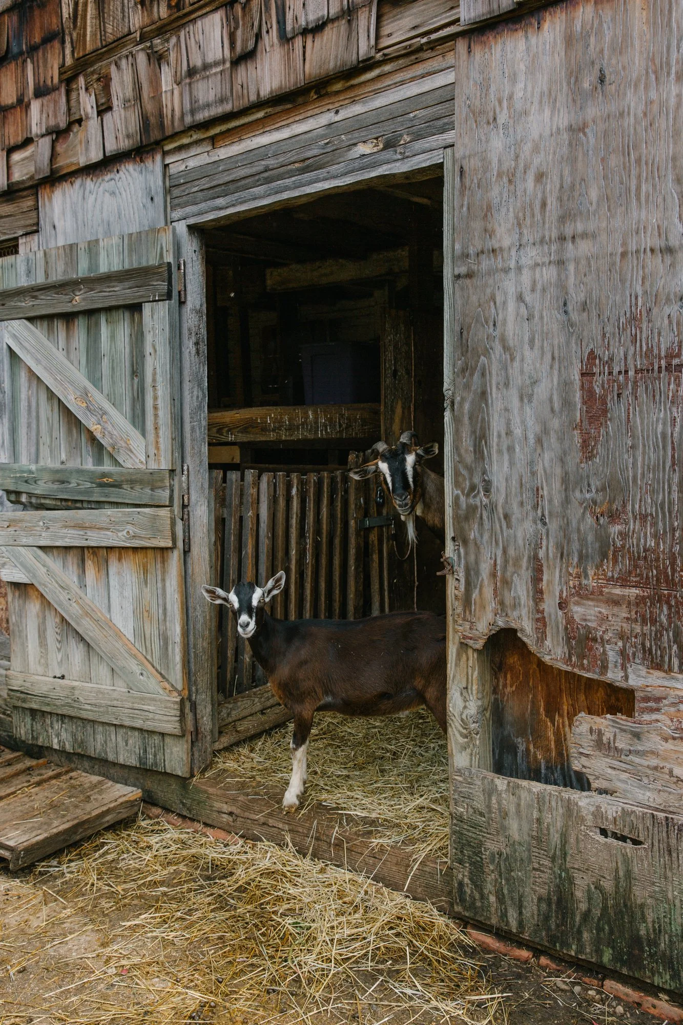 Fernbrook Farm 2024-20.jpg