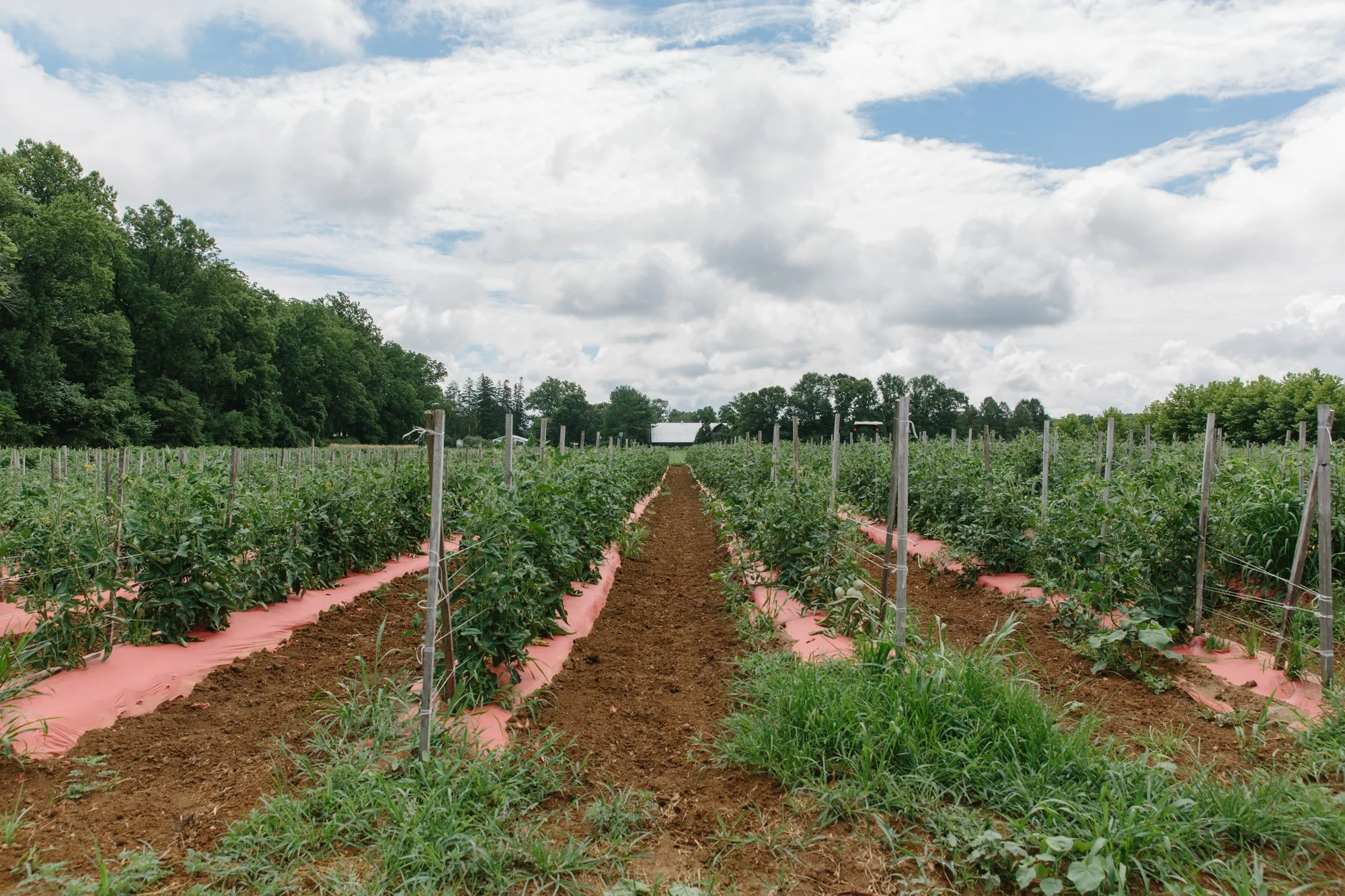 Fernbrook Farm 2024-50.jpg