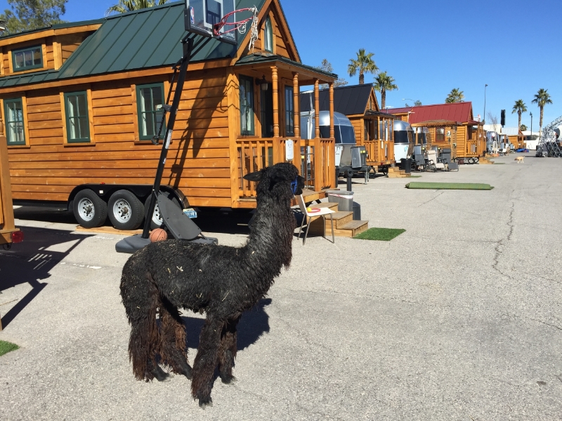 Llamalopolis alpaca