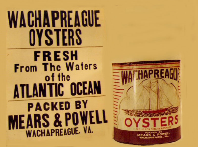 Wachapreague Oyster