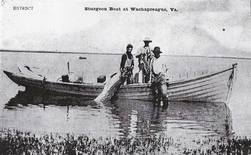 SturgeonBoat.jpg