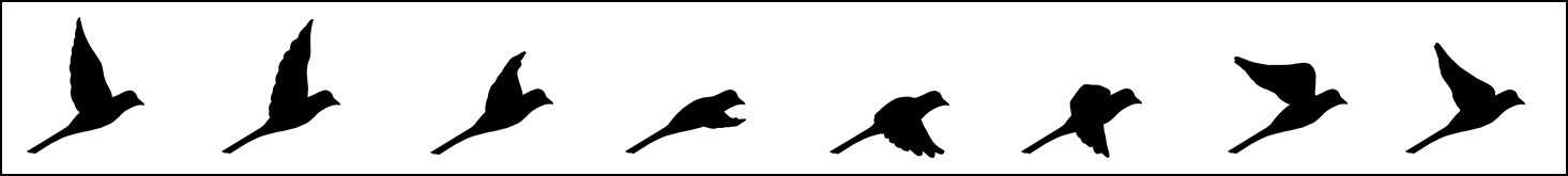 Flying Bird.png