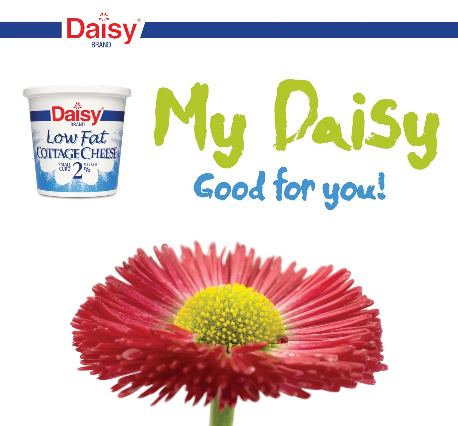CG_Daisy_Samples_Page_1.jpg