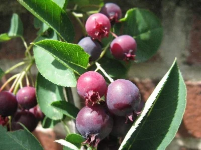  Serviceberries