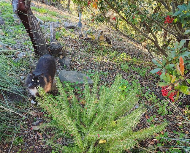 My magical sidekick, #edisonrose 😻 She takes walks with us around the property and prefers to spend her time outside - she was found as a feral kitten and I adopted her from the Healdsburg Animal Shelter in 2008, a super serendipitous story. The shelter recommended I handle her and snuggle with her a lot because she was not tame. They even had her in her own kitty kennel, not in the kitty room. I put her in the hood and pocket of my sweatshirt for about two weeks and she is literally the most loving, cuddly cat you've ever met. When we lived in LA I would allow her to go explore, and sometimes she would be gone for days! I shed many tears worrying about her in the past, but she is a very independent lady who loves to hunt and play at night, so at this point I just let her do what she wants 🤗🌈🌟♥️#animalfriend #ascendedmaster